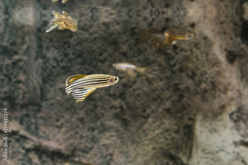 Danio striped in an aquarium.