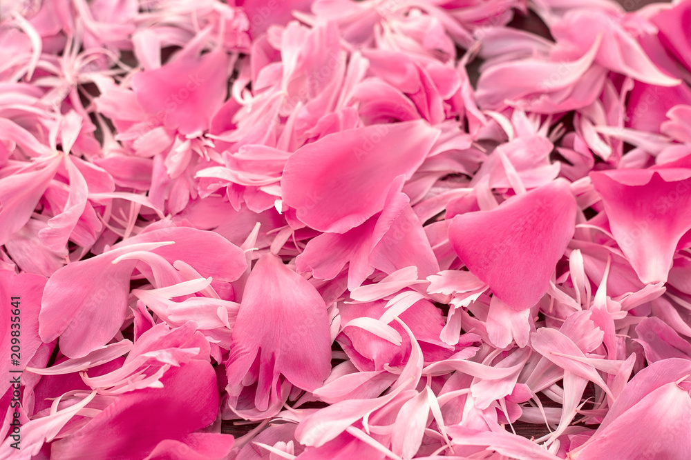 Beautiful texture of flower petals of peonies on wooden background. Soft petals background