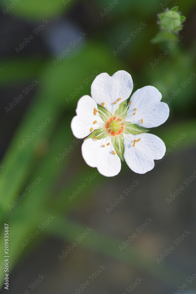Rock cinquefoil Rock cinquefoil