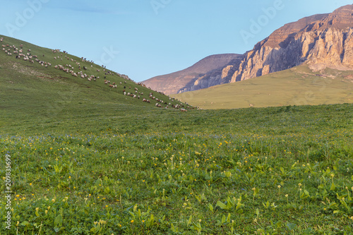 Grazing flocks of sheep hig...