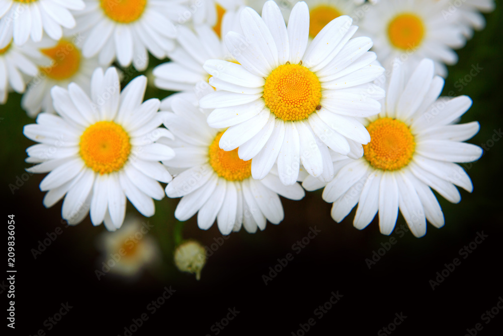 Obraz premium Macro shot of big daisies.