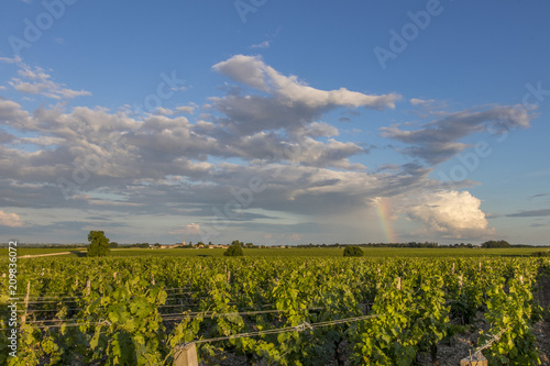 Rows of vines in spring with a rainbow in background.