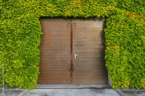 An old door opening on a cellar, surrounded by a wall of leaves