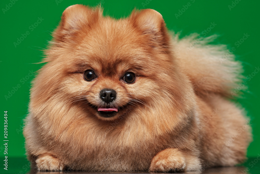 little dog breed Pomeranian Spitz on green background. Chroma key, close up studio shot.
