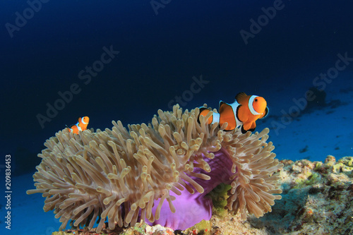 Clown Anemonefish (Clownfish) fish 