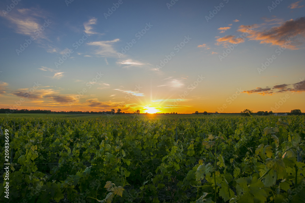 Rows of vine, one spring evening, with sunset. - obrazy, fototapety, plakaty 
