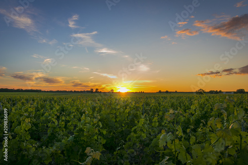 Rows of vine, one spring evening, with sunset. photo
