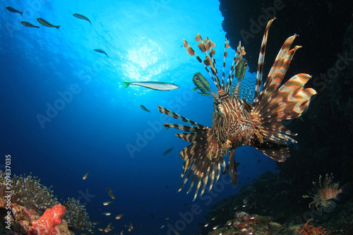 Lionfish fish underwater 