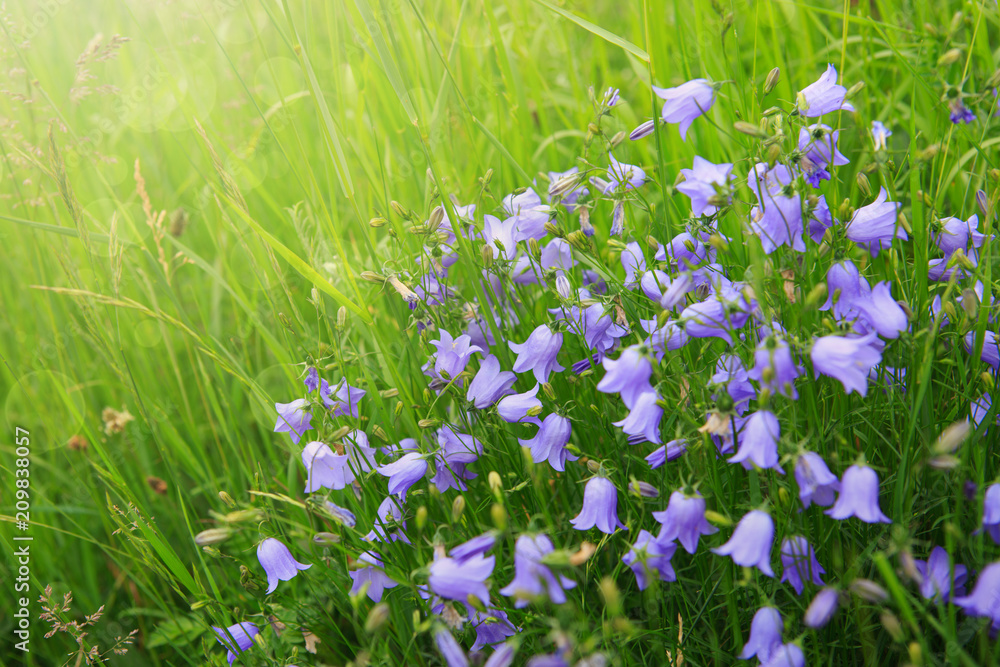Fototapeta premium Bellflower or Campanula in sunlight.