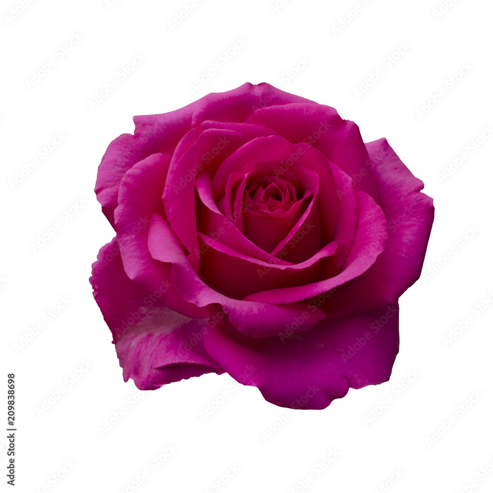 beautiful pink rose beautiful pink rose