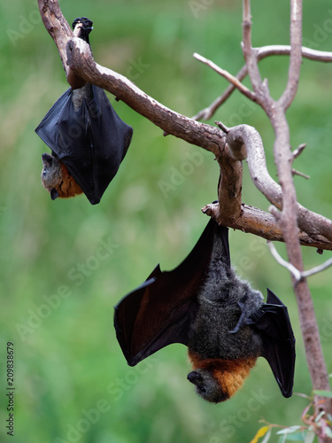Gray-headed Flying Fox - Pteropus poliocephalus in the evening, fly away from day site, hang down on the branch