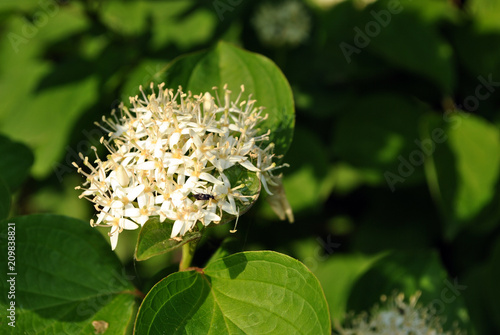 Frangula alnus (alder buckthorn, glossy buckthorn, breaking buckthorn)flowering bush, blooming white flower close up detail, dark green leaves blurry background