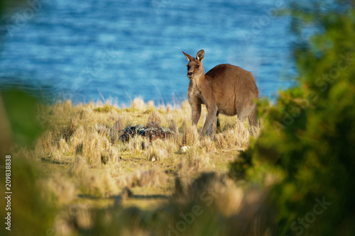 Fototapeta Naklejka Na Ścianę i Meble -  Macropus giganteus - Eastern Grey Kangaroo in Tasmania in Australia