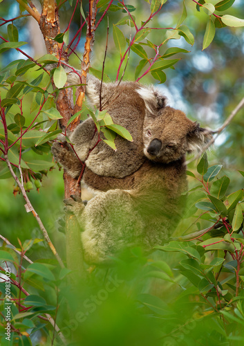 Koala - Phascolarctos cinereus on the tree in Australia  eating  climbing