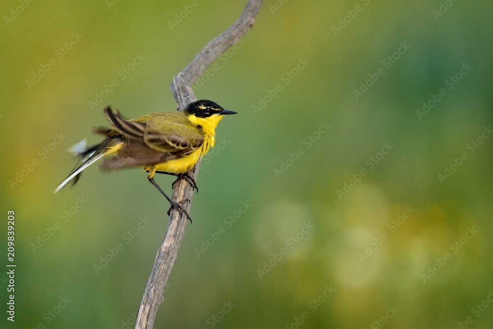 Fototapeta premium Western Yellow Wagtail (Motacilla flava) sitting on the twig with green, yellow and orange background. Small bird with yellow belly and black head sitting on the stick
