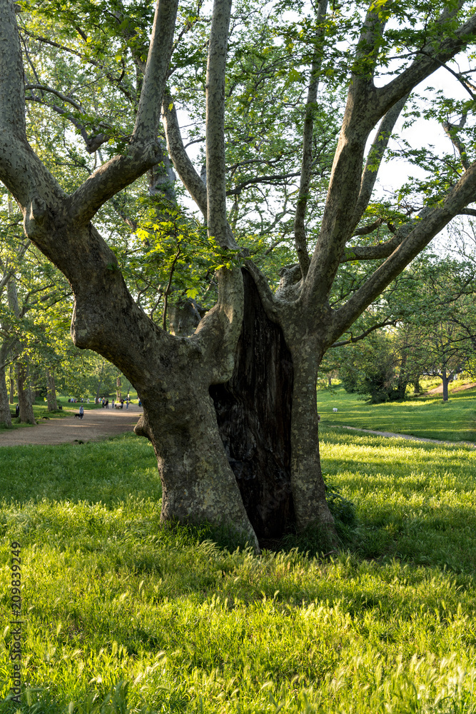 Fototapeta premium ancient plane trees at Villa Borghese in Rome