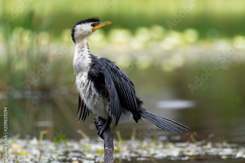 Little Pied Cormorant - Microcarbo melanoleucos photo