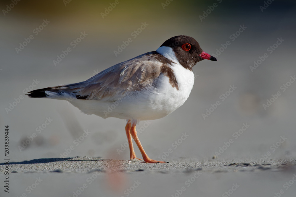 Hooded Plover - Thinornis cucullatus small shorebird - wader -on the sandy beach of Australia, Tasmania