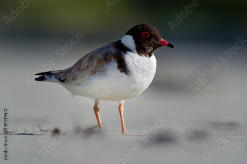 Hooded Plover - Thinornis cucullatus small shorebird - wader -on the sandy beach of Australia, Tasmania photo