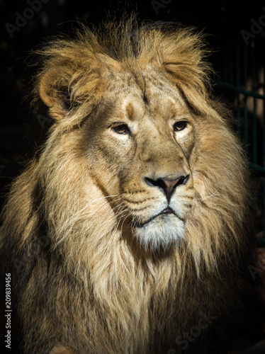 Lion  © graeme