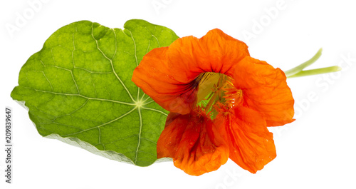 Nasturtium flowers (Tropaeolum) isolated on a white background © Vera Kuttelvaserova