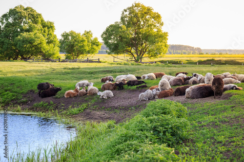 Fotografie, Obraz grazing sheep. sheep in pasture. landscape with sheeps