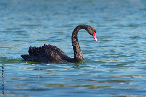 Black Swan - Cygnus atratus - australian big swan on the lake in Australia  Tasmania