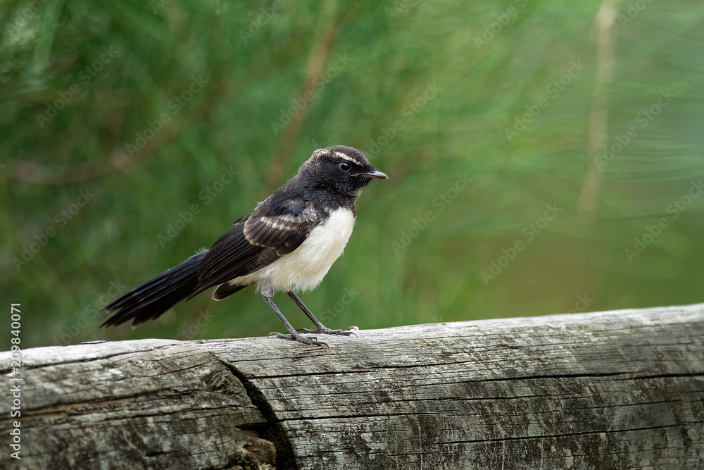 Willie-wagtail - Rhipidura leucophrys - black and white young australian bird, Australia, Tasmania Willie-wagtail - Rhipidura leucophrys - black and white young australian bird, Australia, Tasmania