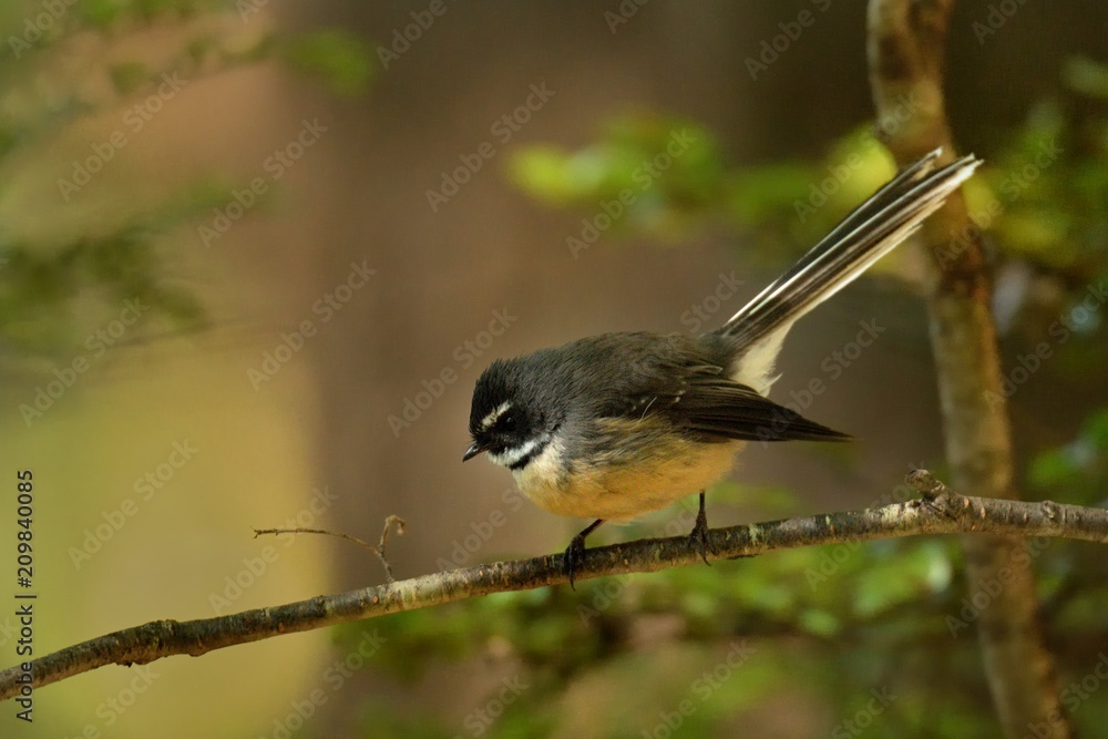 Obraz premium Rhipidura fuliginosa - Fantail - piwakawaka in Maori language - sitting in the forest of New Zealand