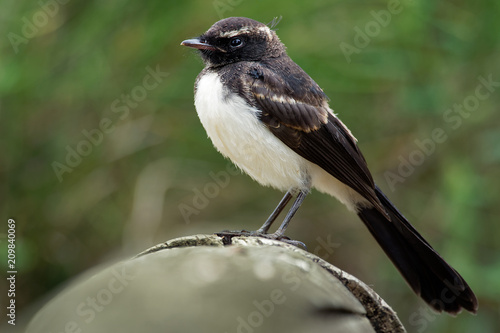 Willie-wagtail - Rhipidura leucophrys - black and white young australian bird, Australia, Tasmania © phototrip.cz