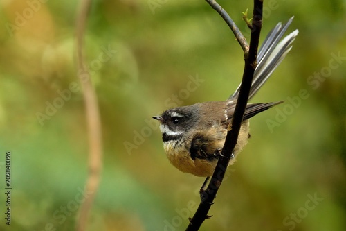 Rhipidura fuliginosa - Fantail - piwakawaka in Maori language - sitting in the forest of New Zealand photo