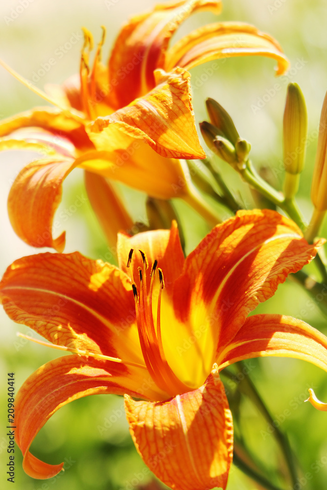 Obraz premium Beautiful summer orange lillies