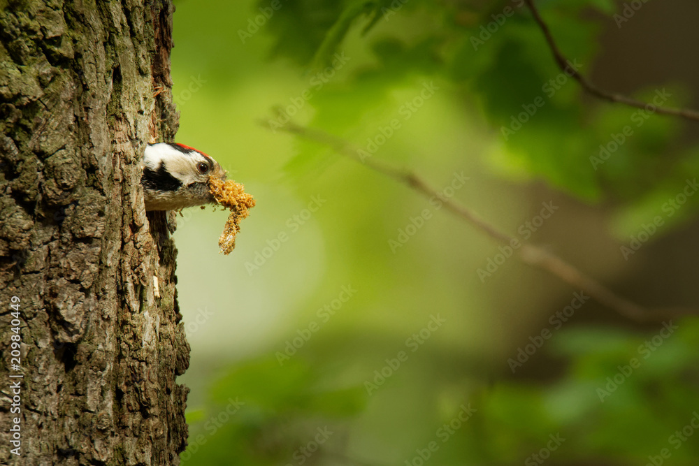 Lesser Spotted Woodpecker - Dendrocopos minor feeding his chicks in the nesthole on the tree Lesser Spotted Woodpecker - Dendrocopos minor feeding his chicks in the nesthole on the tree