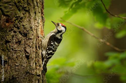 Photos Lesser Spotted Woodpecker - Dendrocopos minor feeding his chicks in the nesthole
