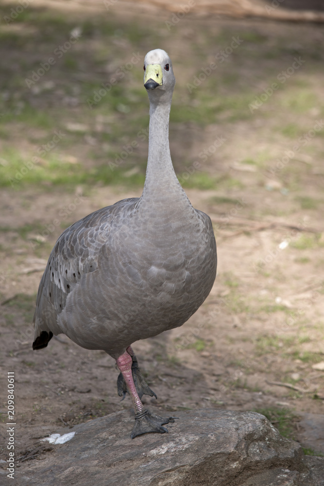 cape barren goose