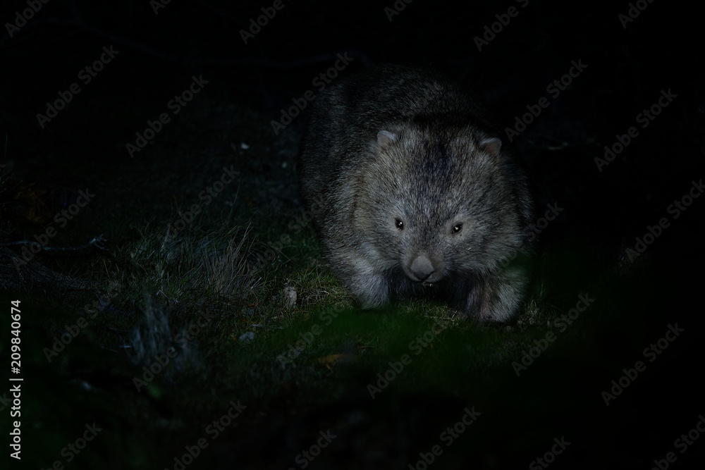 Vombatus ursinus - Common Wombat