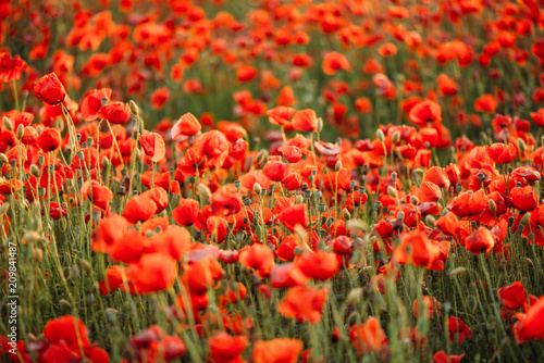 Fototapeta Naklejka Na Ścianę i Meble -  Red poppies field.