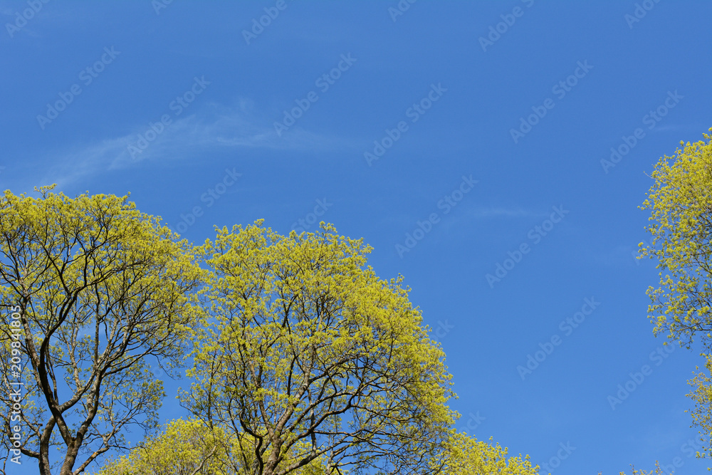 Bright green foliage of lime trees against a bright blue sky. Bright green foliage of lime trees against a bright blue sky.
