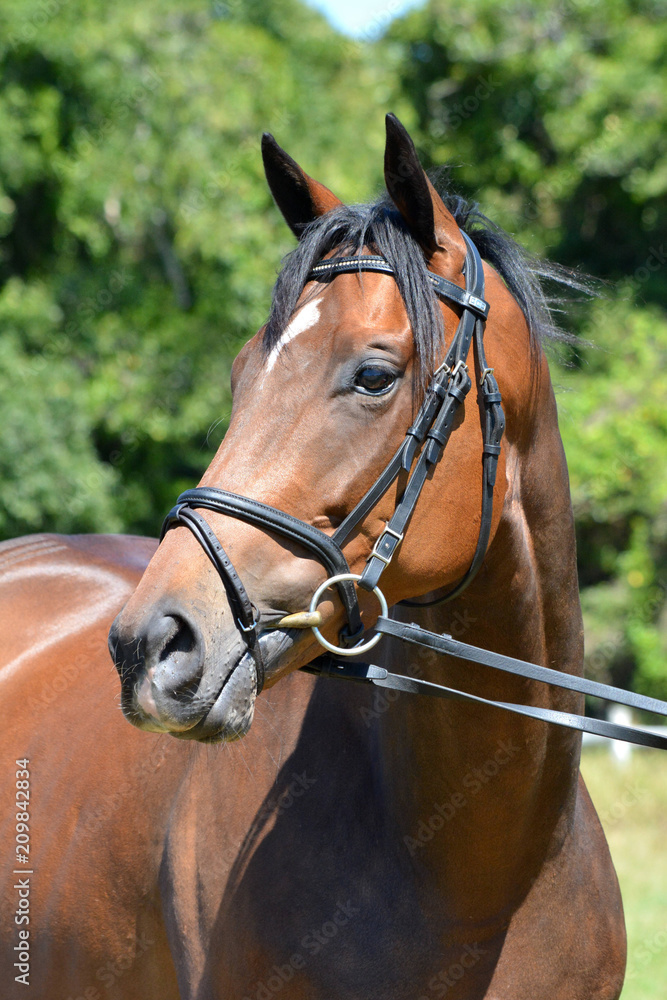 Fototapeta premium Outdoor head portrait of a beautiful thoroughbred horse with alert facial expression and pricked ears.