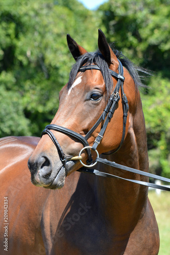 Outdoor head portrait of a beautiful thoroughbred horse with alert facial expression and pricked ears.