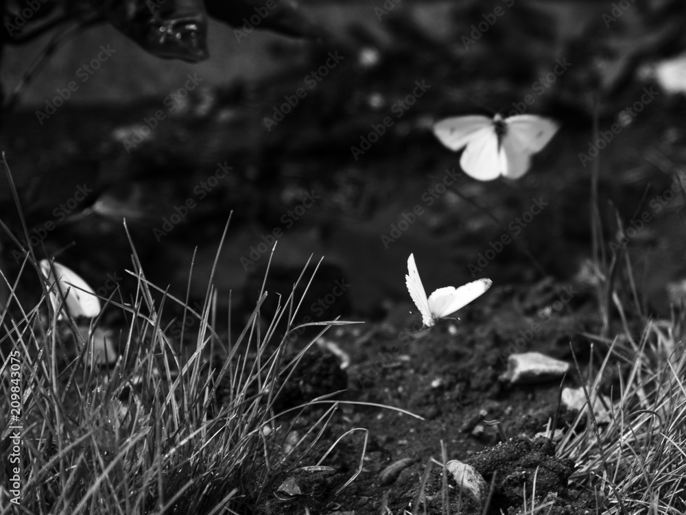 Obraz premium three butterflies