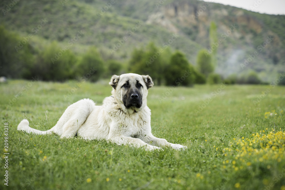 Obraz premium Anatolian sheepdog kangal posing against green natural background