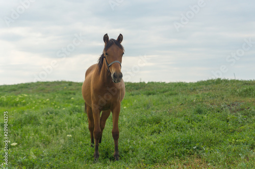 A brown horse grazing on a summer day on a green meadow in a countryside in Moldova, Europe