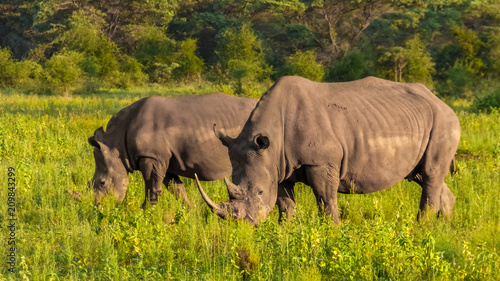 Rhinoceros eat grass on the savannah. White Rhino.