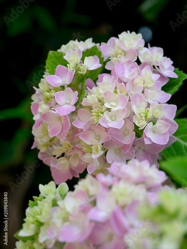 Close up Hydrengea flower. photo