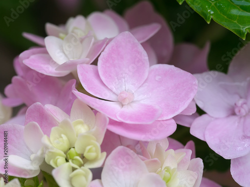 Close up Hydrengea flower.