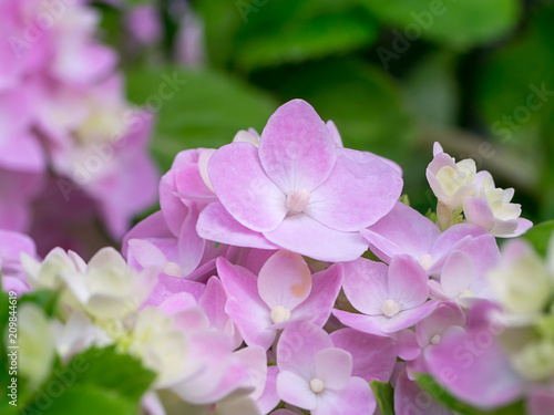 Close up Hydrengea flower. photo