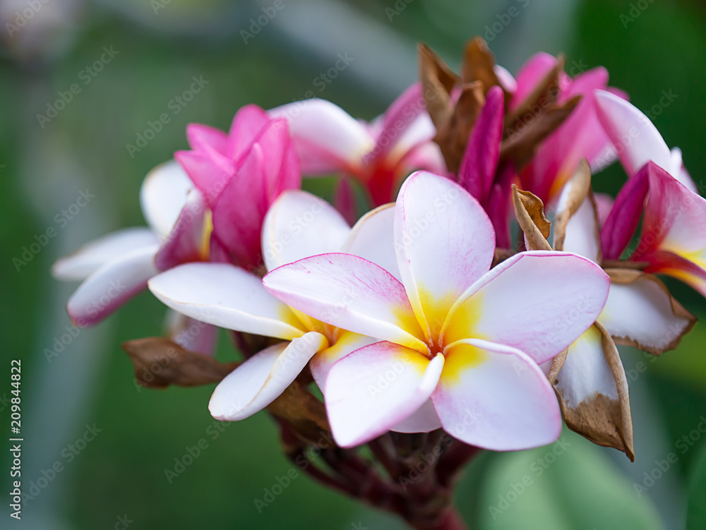 Close up of Frangipani flower