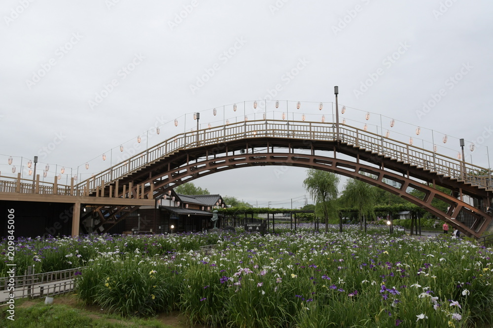 Obraz premium あやめ園