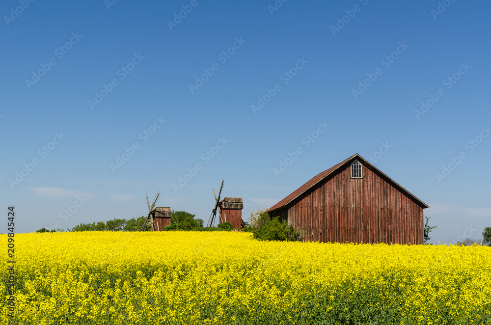 Red barn and windmills by a blossom rapeseed field